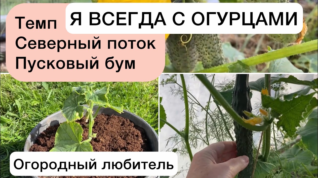 Огурцы и уход за ними