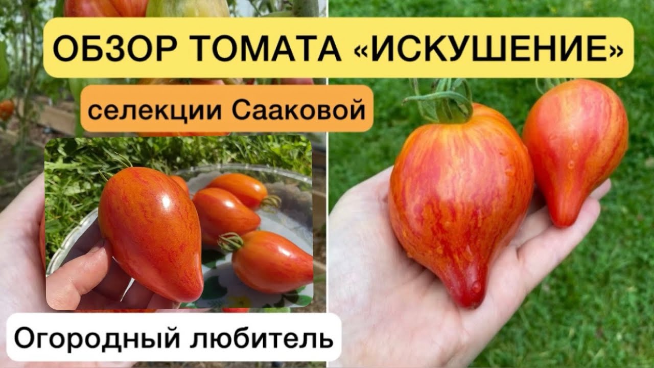 Томаты из личной коллекции